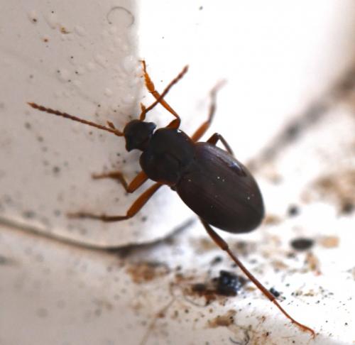 Choleva sp.